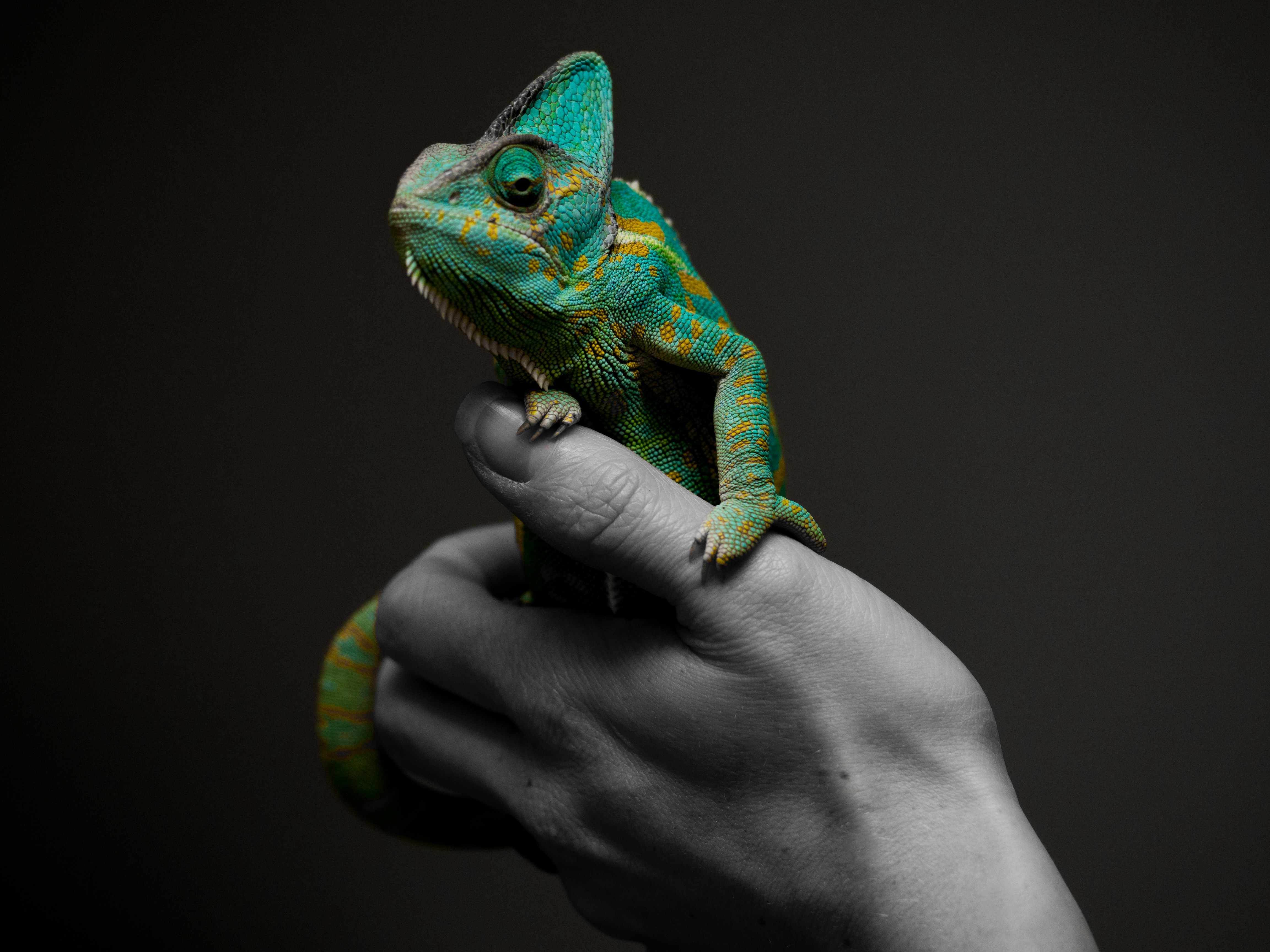 A vivid chameleon perched on a hand